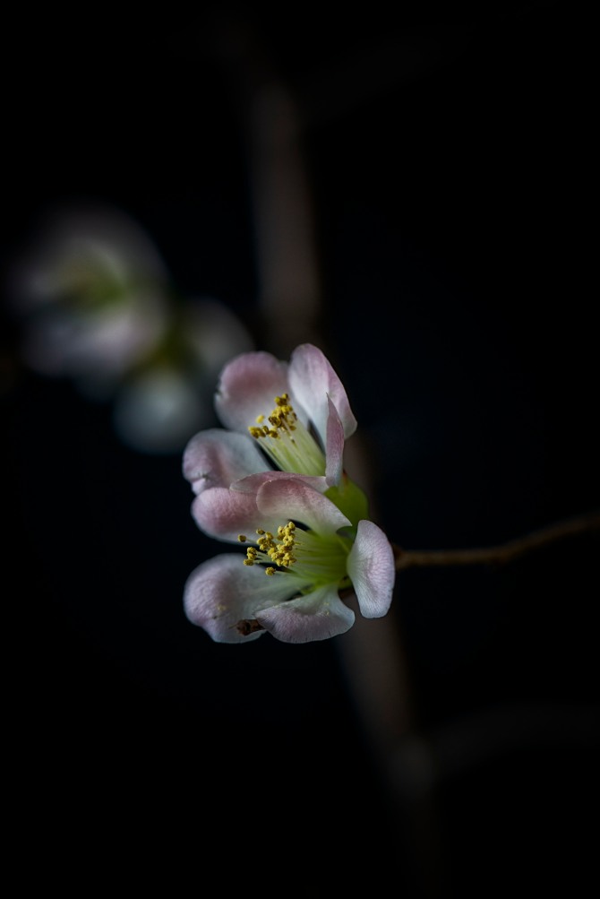 Quince Blossoms - 5