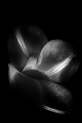 Tulip Petals - 1
