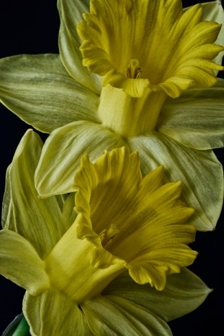 Daffodil Series - 8