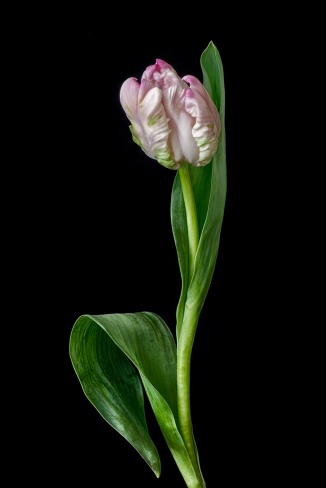 A Tulip Emerges - 59