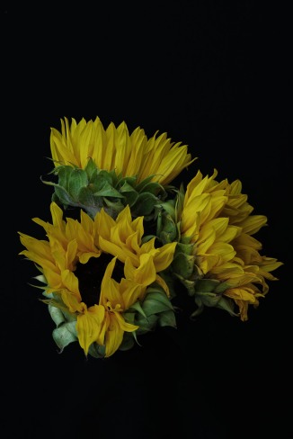 Sunflower Series - 10