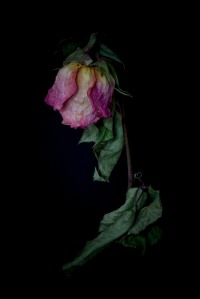 Dried Rose - 19